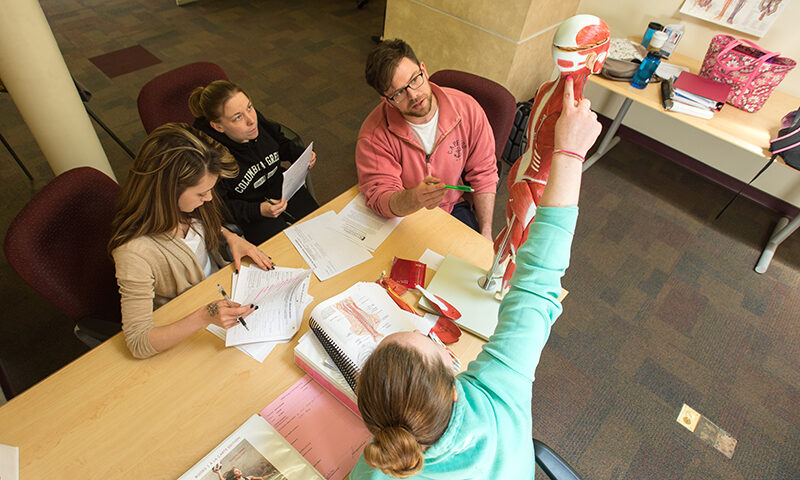 Students studying anatomy