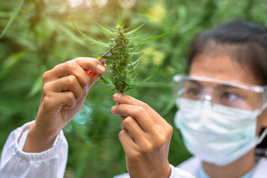 Masked Female Scientist examining hemp plants and cannabis flowers in a greenhouse. Concept of herbal alternative medicine, cbd oil, pharmaceutical industry.